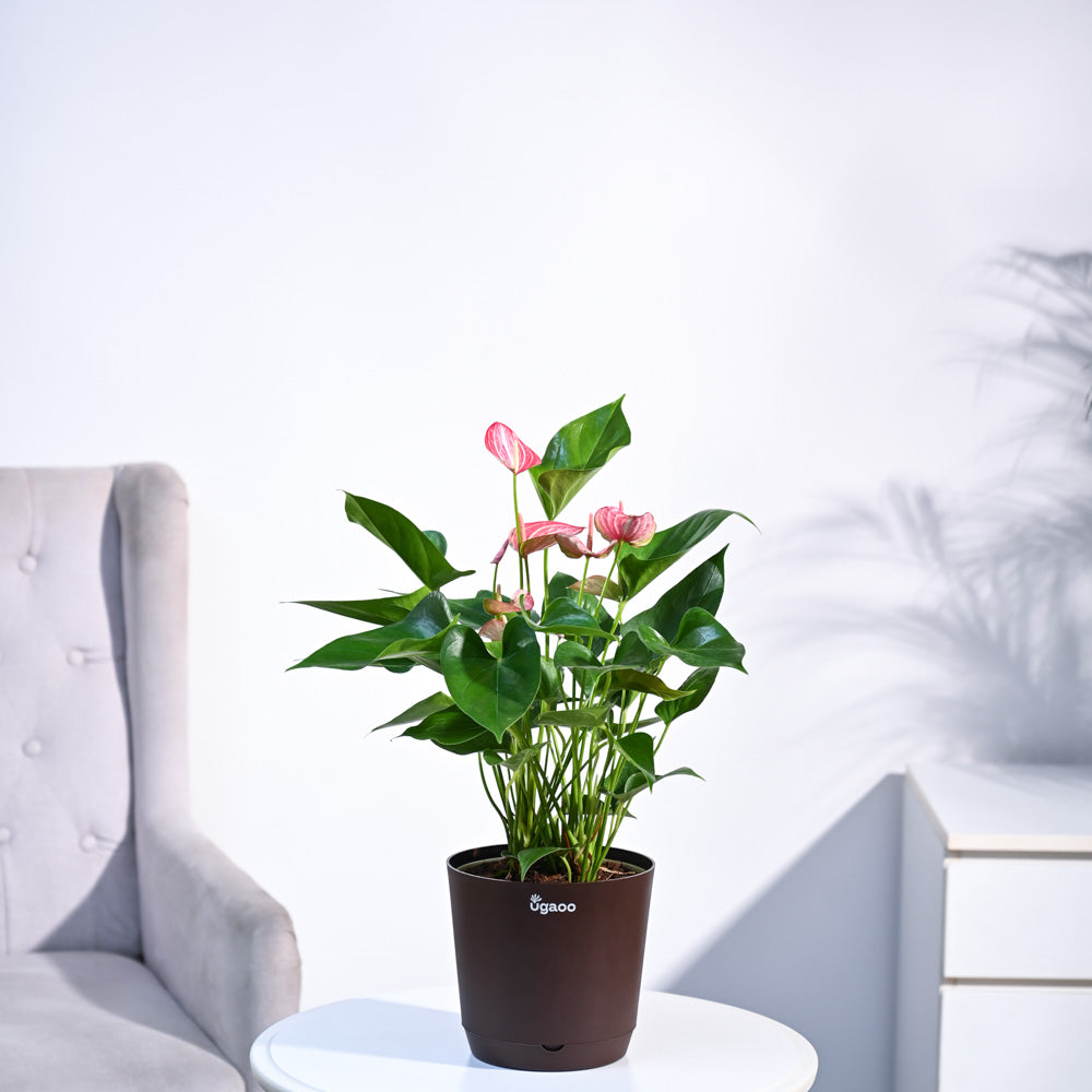 Anthurium Livium Plant