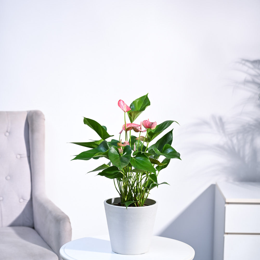Anthurium Livium Plant