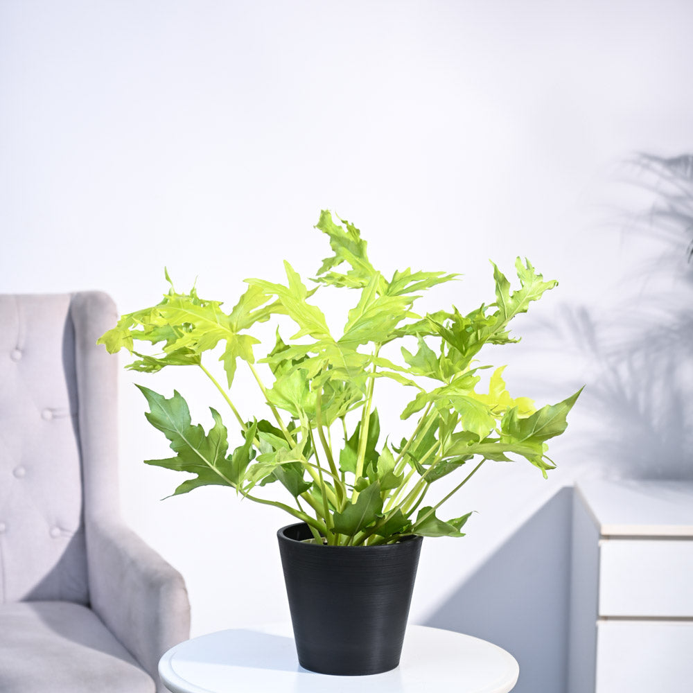 Philodendron Selloum Golden Plant