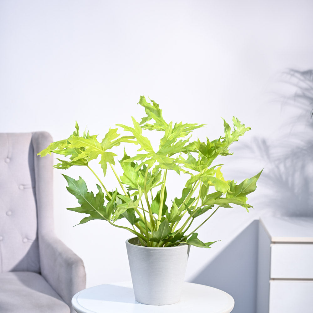 Philodendron Selloum Golden Plant