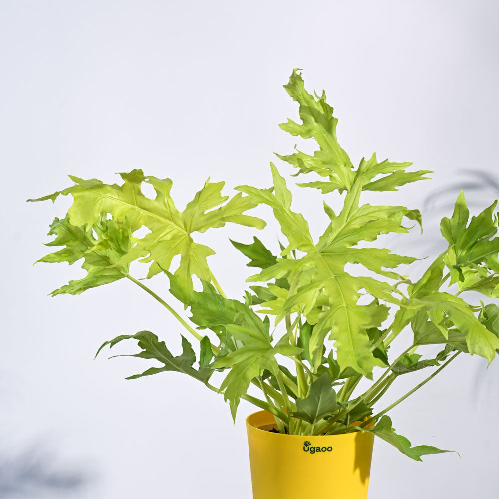 Philodendron Selloum Golden Plant