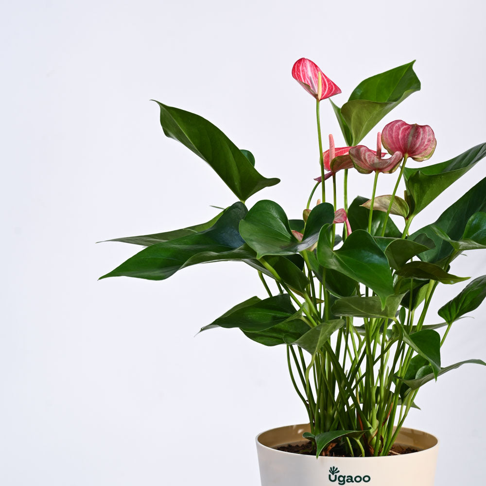 Anthurium Livium Plant