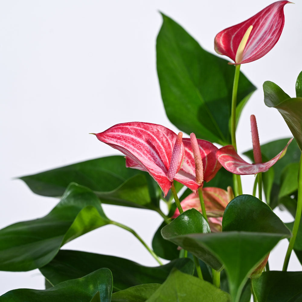 Anthurium Livium Plant
