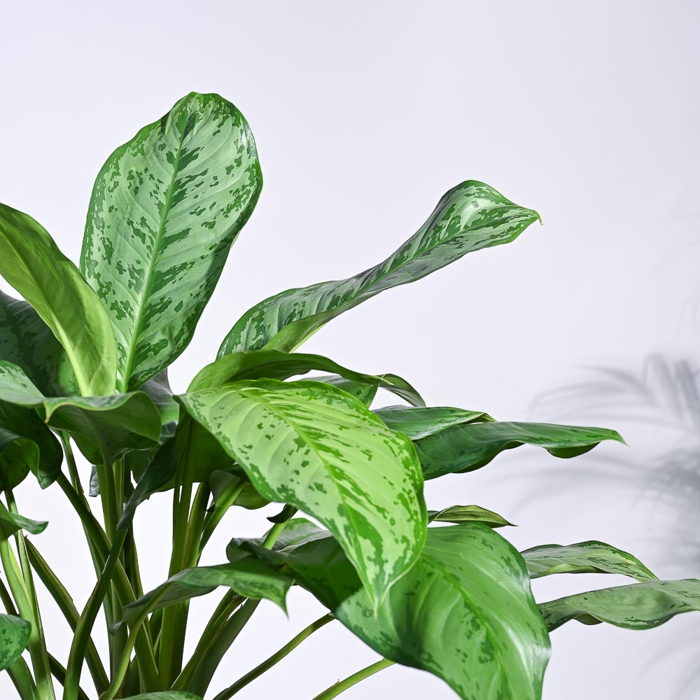 Aglaonema Dove Plant - XL