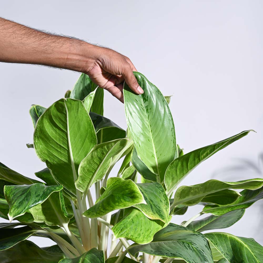Aglaonema Ice Plant - XL