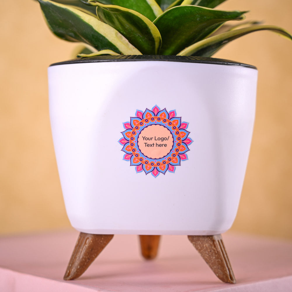 Snake Golden Hahnii & Epiphany Gourmet Nutty Delights Diwali Combo