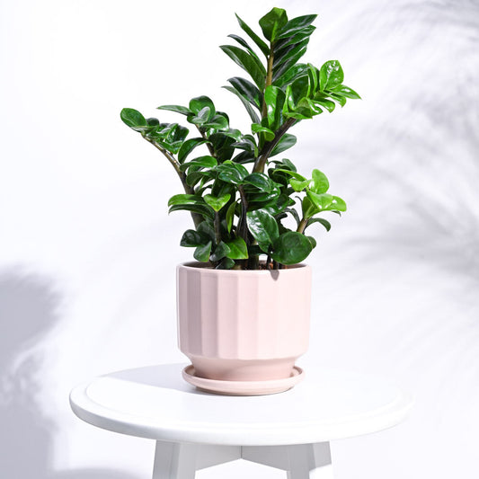 Frosted Ceramic Pot