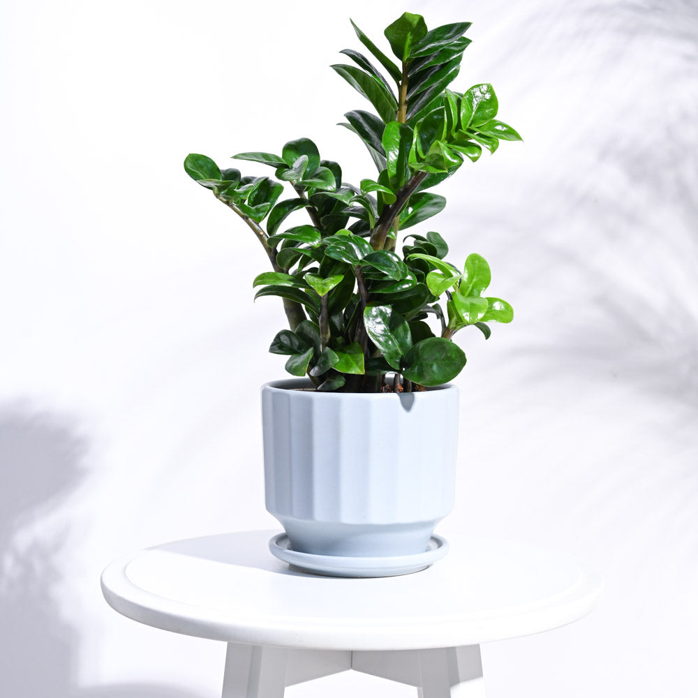 Frosted Ceramic Pot