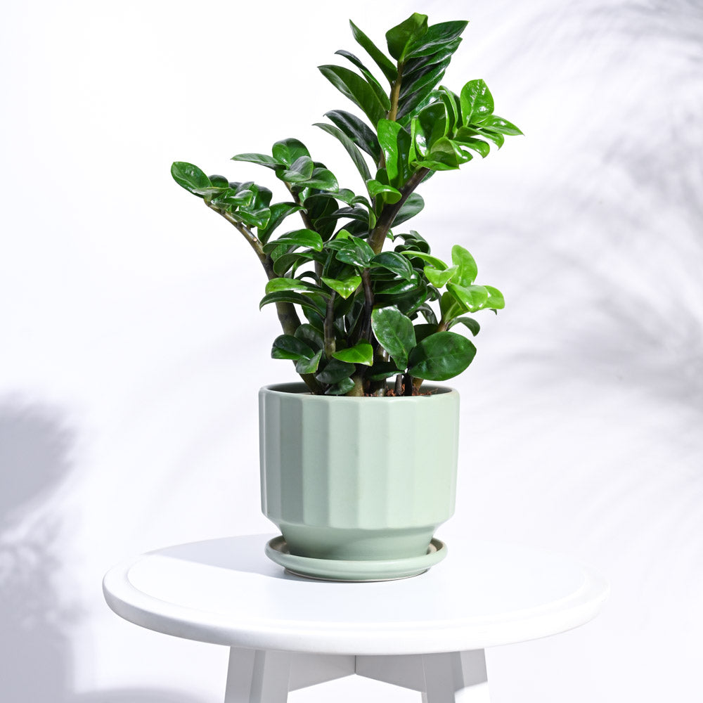 Frosted Ceramic Pot