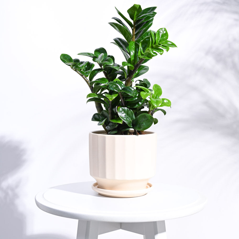 Frosted Ceramic Pot