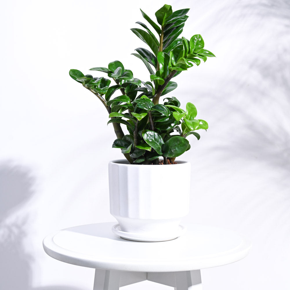 Frosted Ceramic Pot