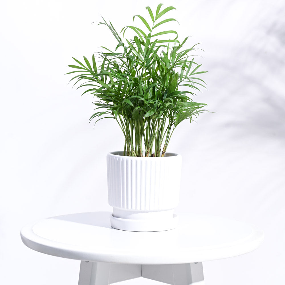 Roma Ceramic Pot