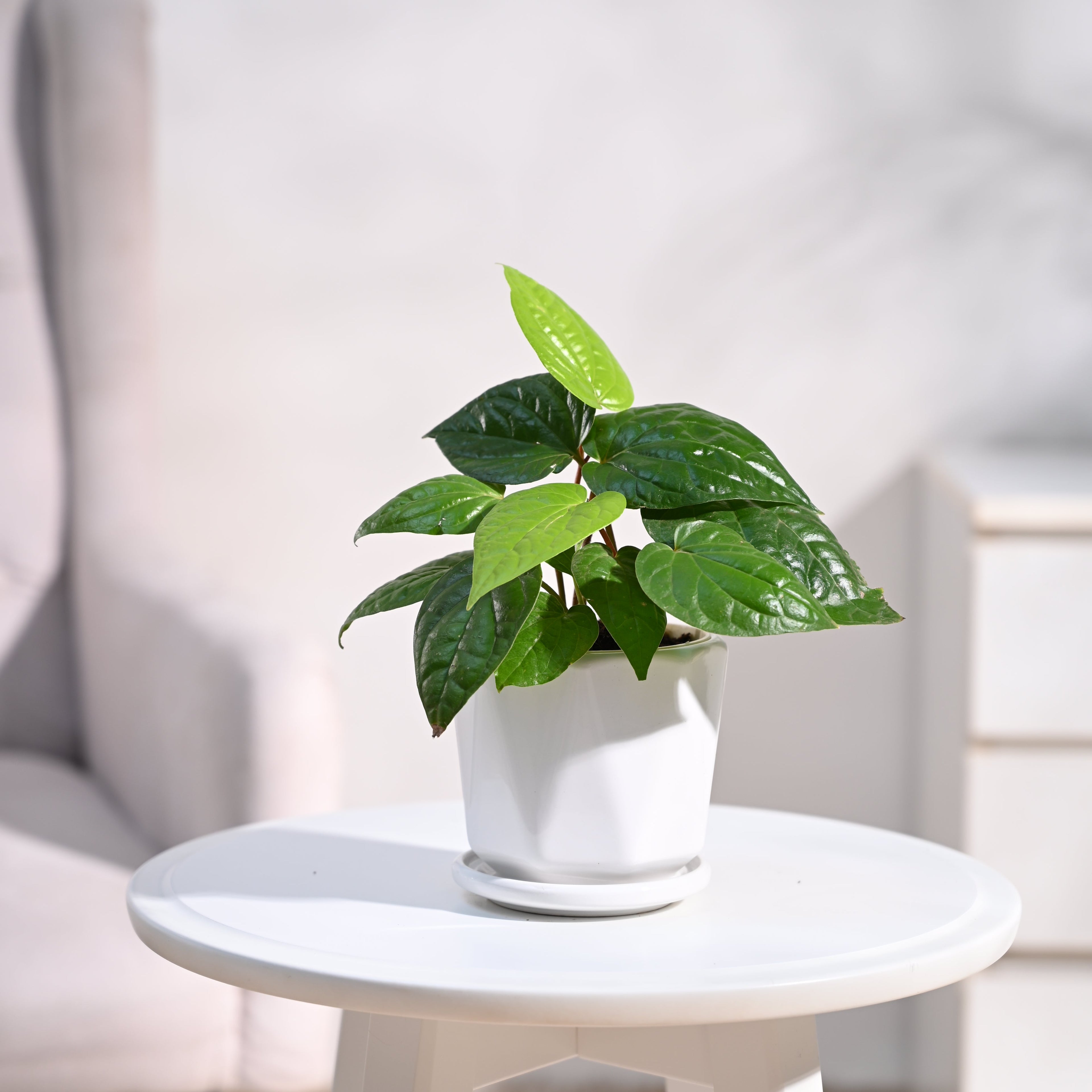 Betel Leaf Plant (Magai Paan)