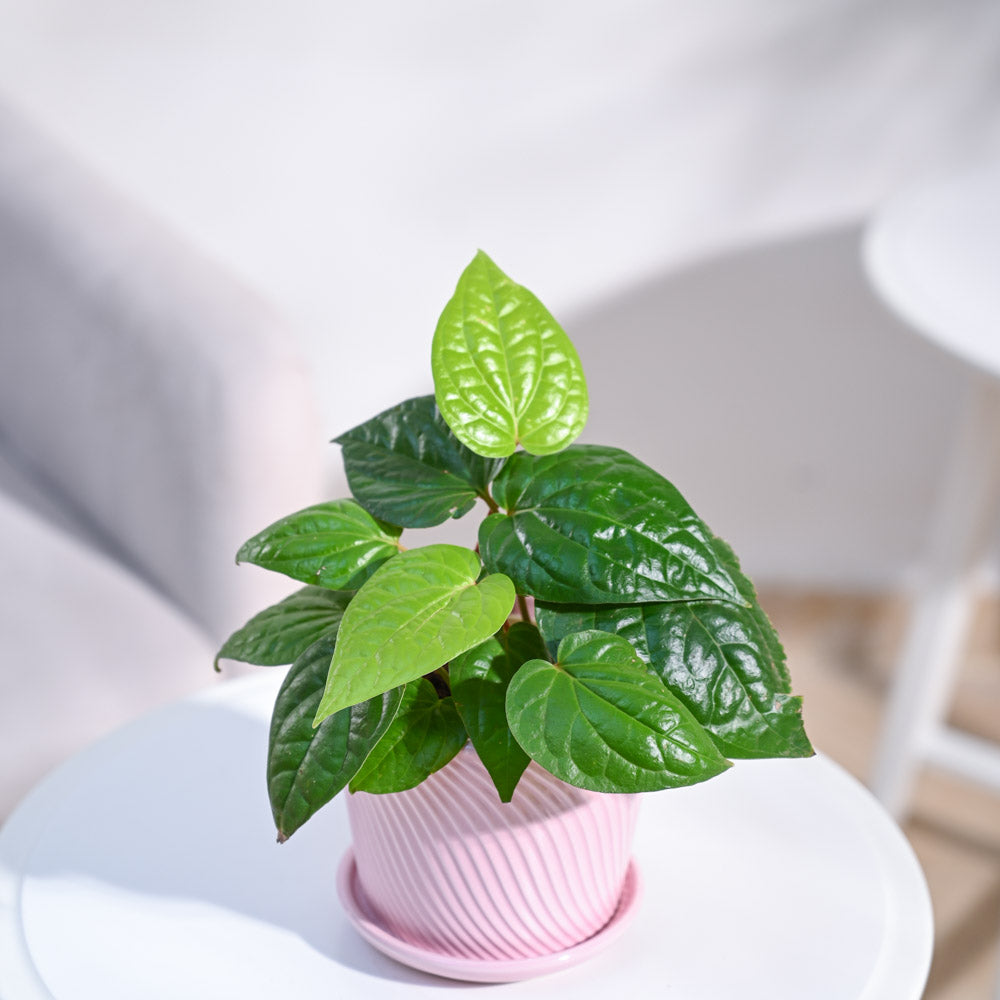 Betel Leaf Plant (Magai Paan)