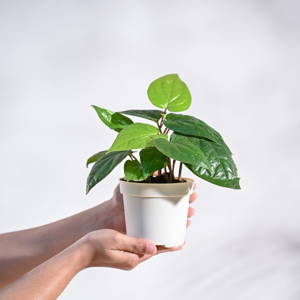 Betel Leaf Plant (Magai Paan)