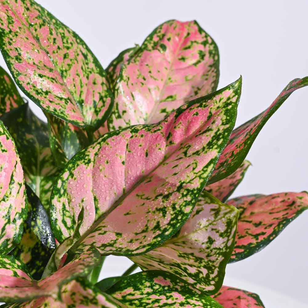 Indoor Jungle Indoor Plant Bundle