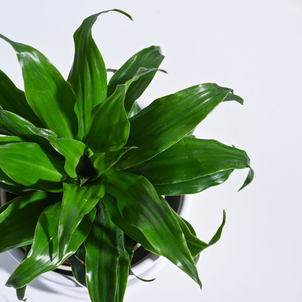 Dracaena Compacta Plant