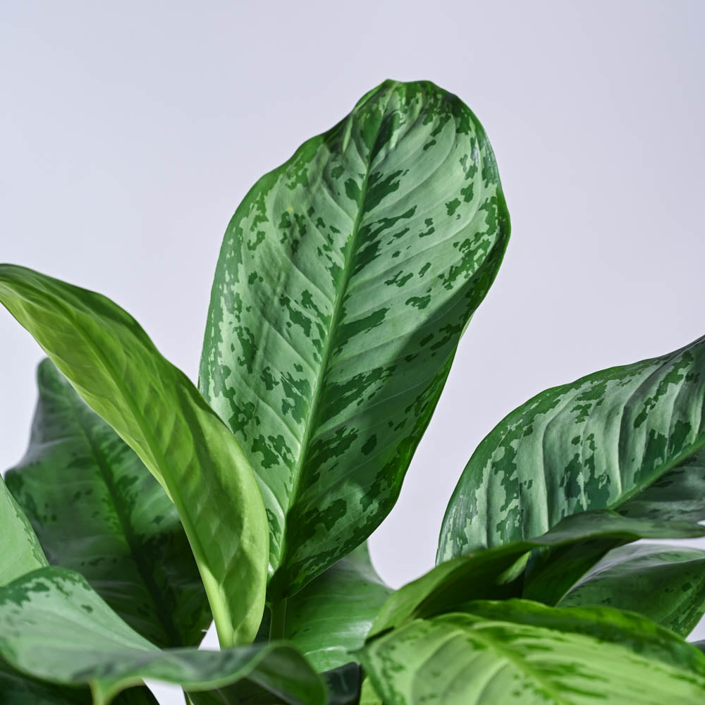 Aglaonema Dove Plant - XL