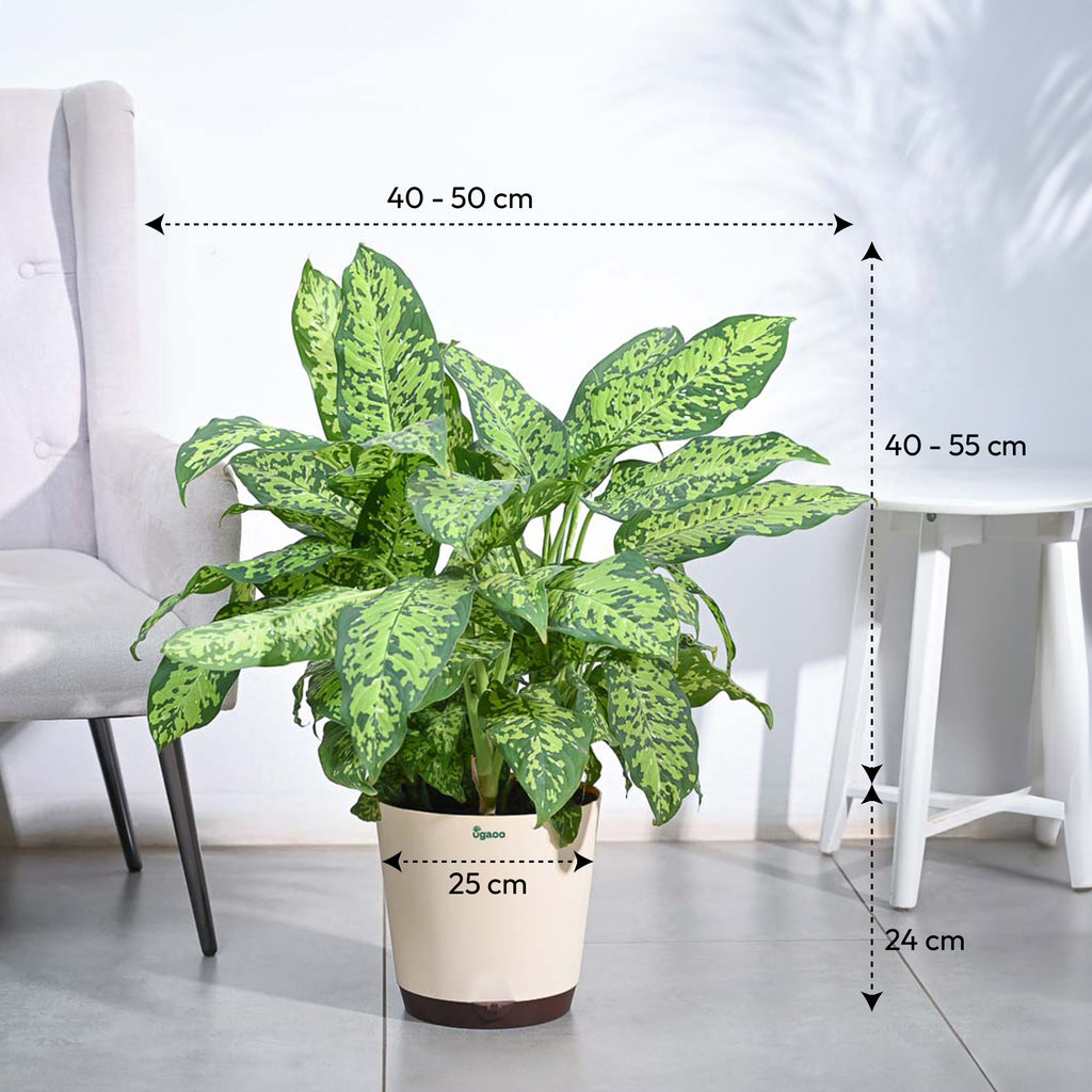 Dieffenbachia Cheetah Plant - XL