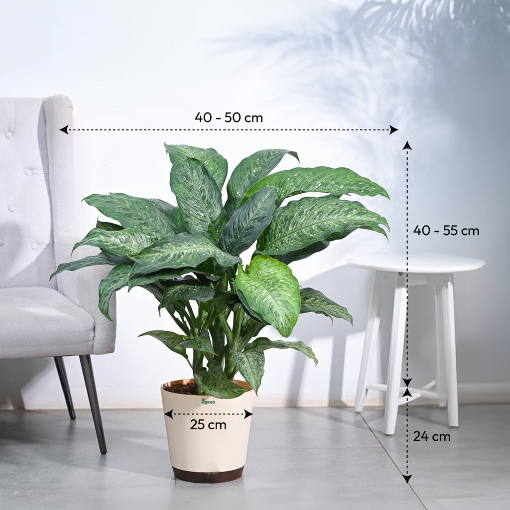 Dieffenbachia Plant XL