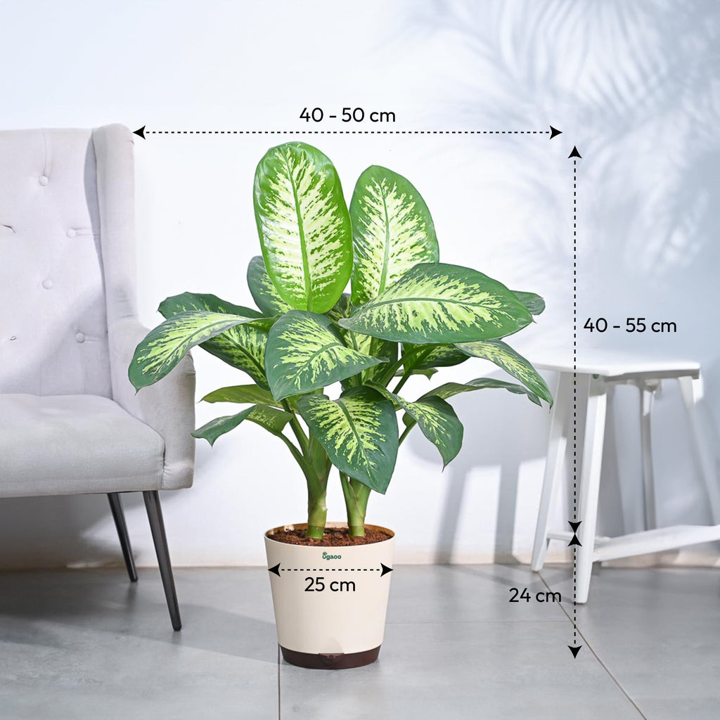 Dieffenbachia Tropic Snow Plant - XL