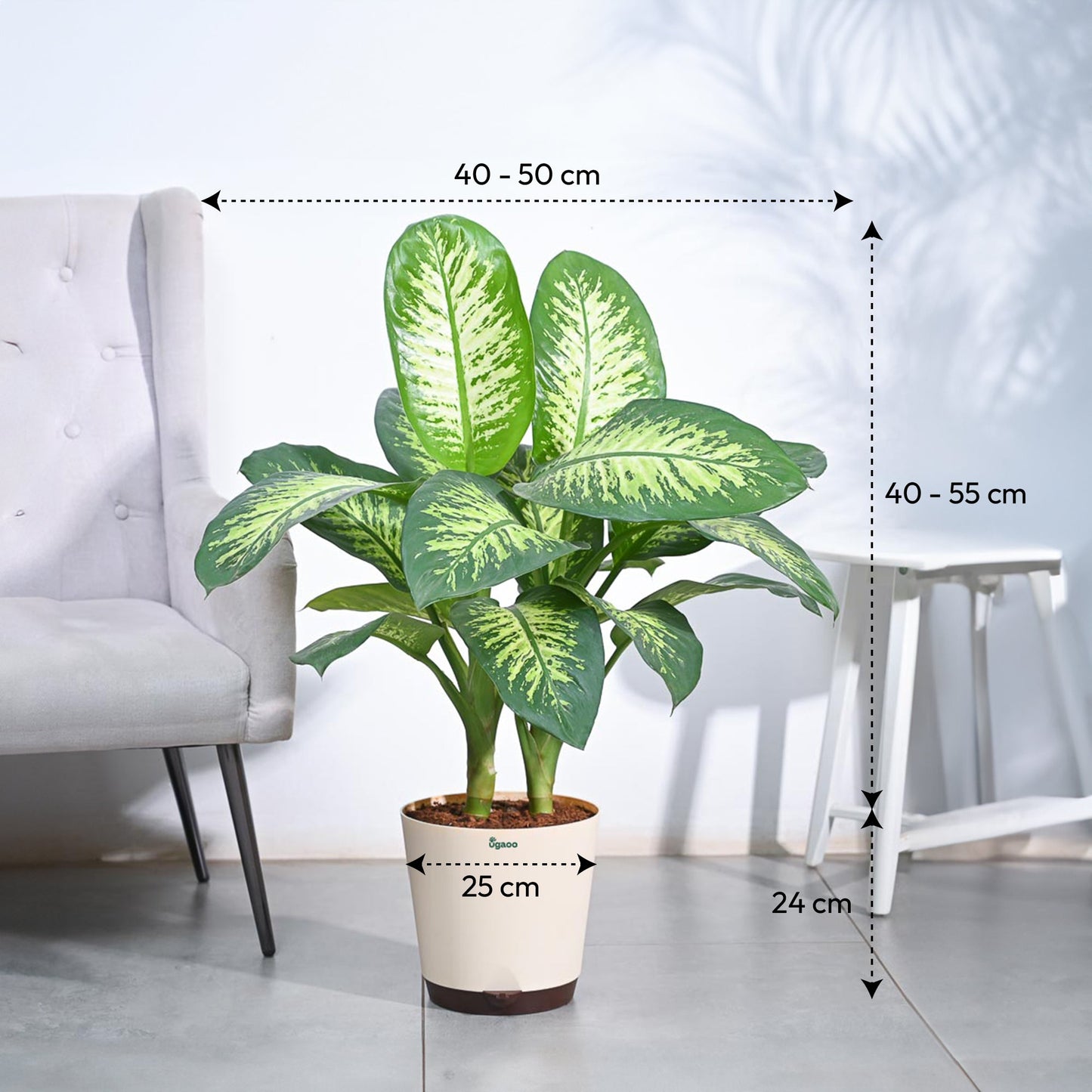 Dieffenbachia Tropic Snow Plant - XL