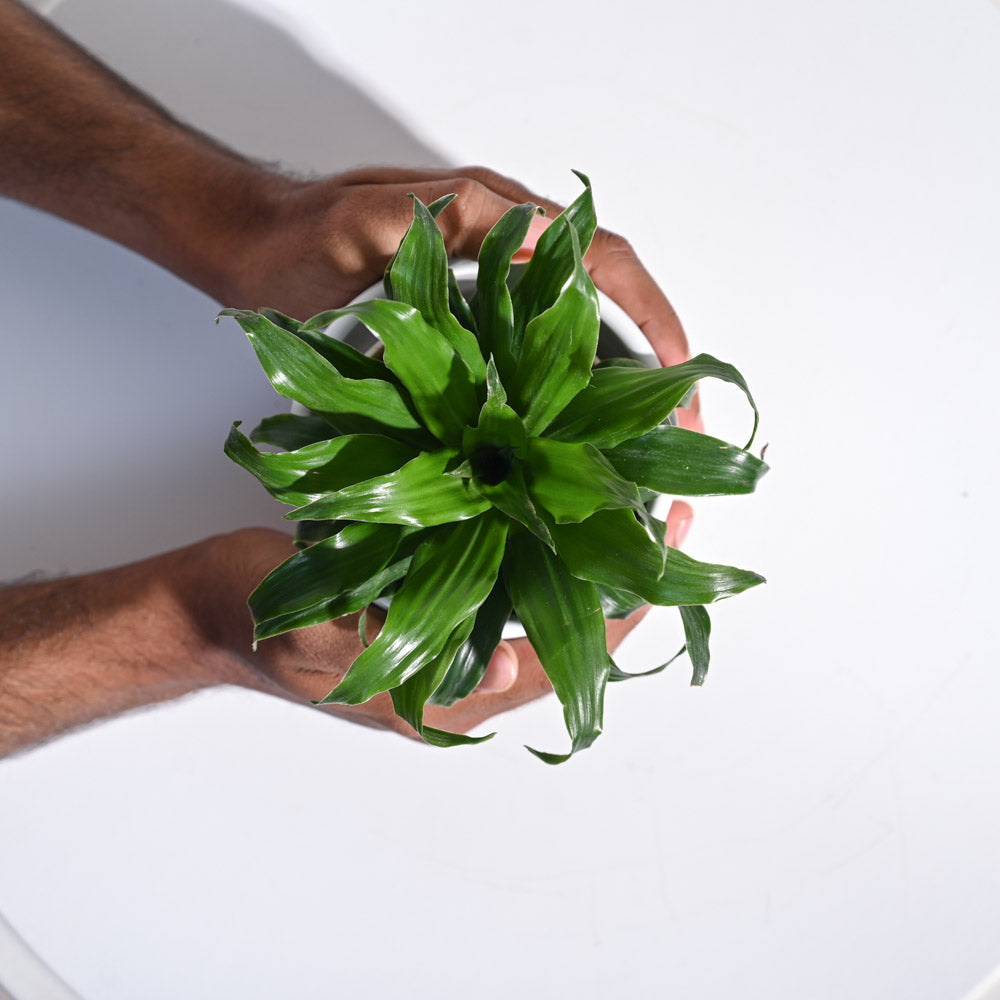 Dracaena Compacta Plant