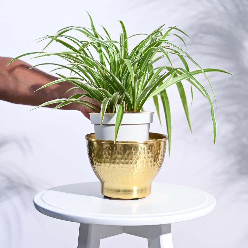 Elegance Planter