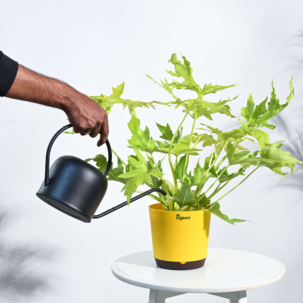 Philodendron Selloum Golden Plant