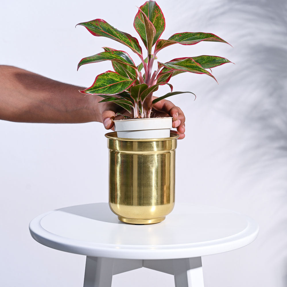 Aurelian Cylindrical Planter