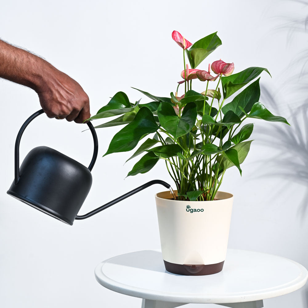 Anthurium Livium Plant