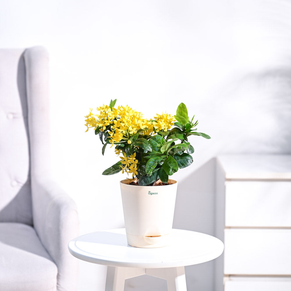 Ixora (Rugmini) Plant - Yellow
