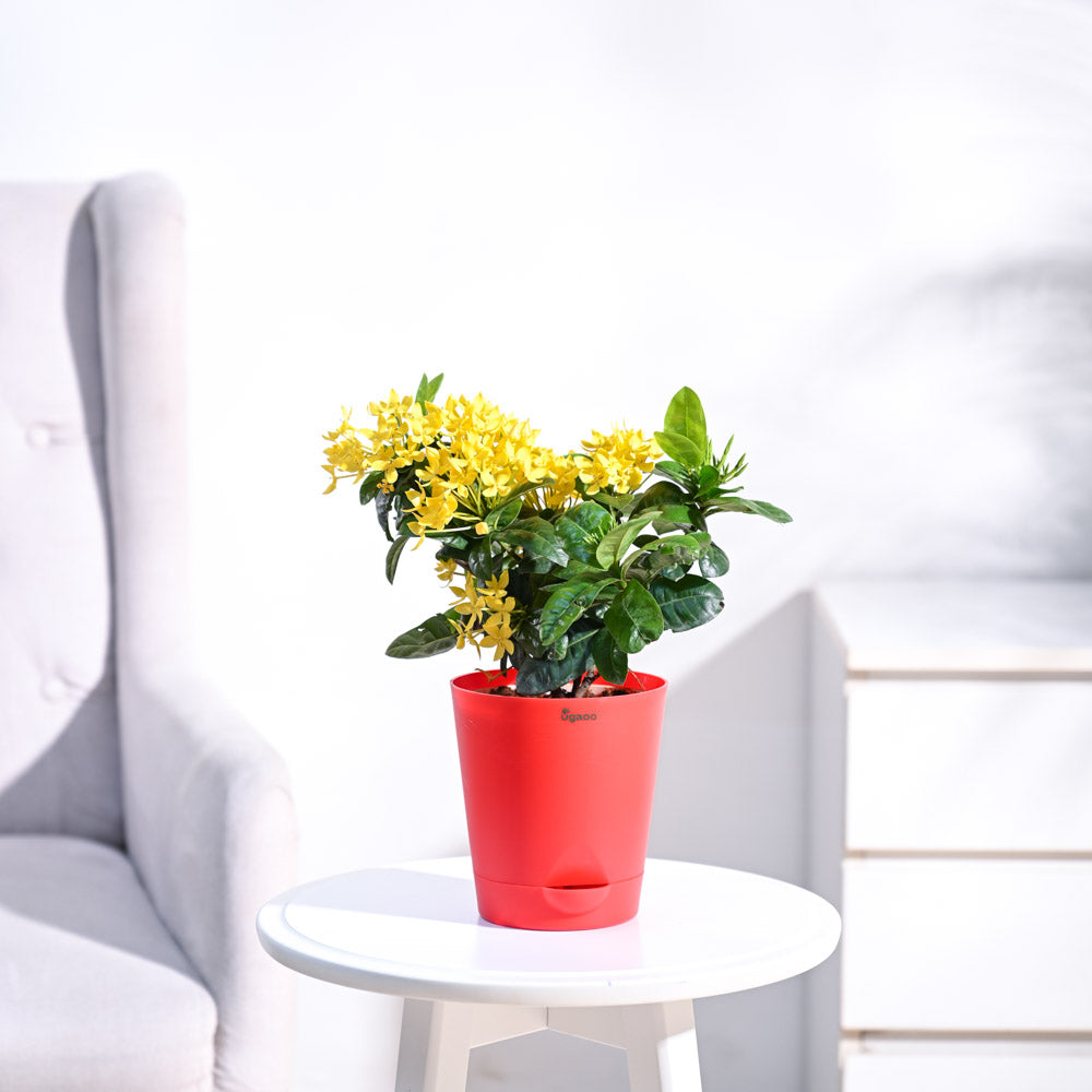 Ixora (Rugmini) Plant - Yellow