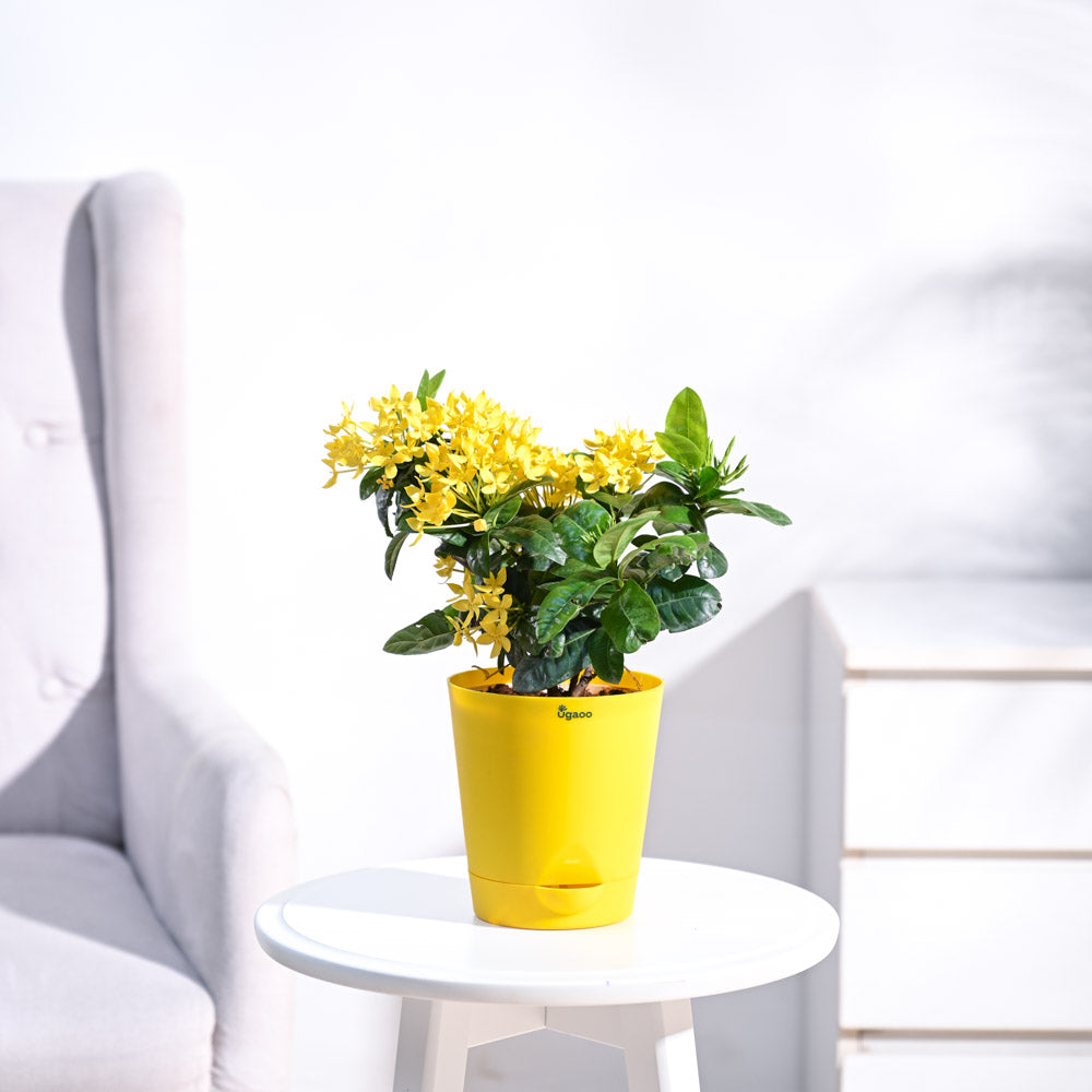 Ixora (Rugmini) Plant - Yellow