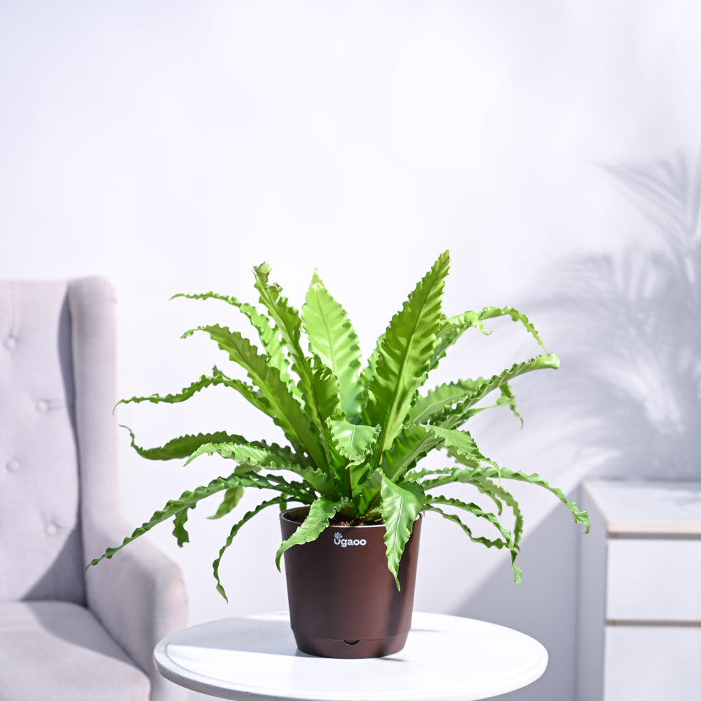 Osaka Bird Nest Fern