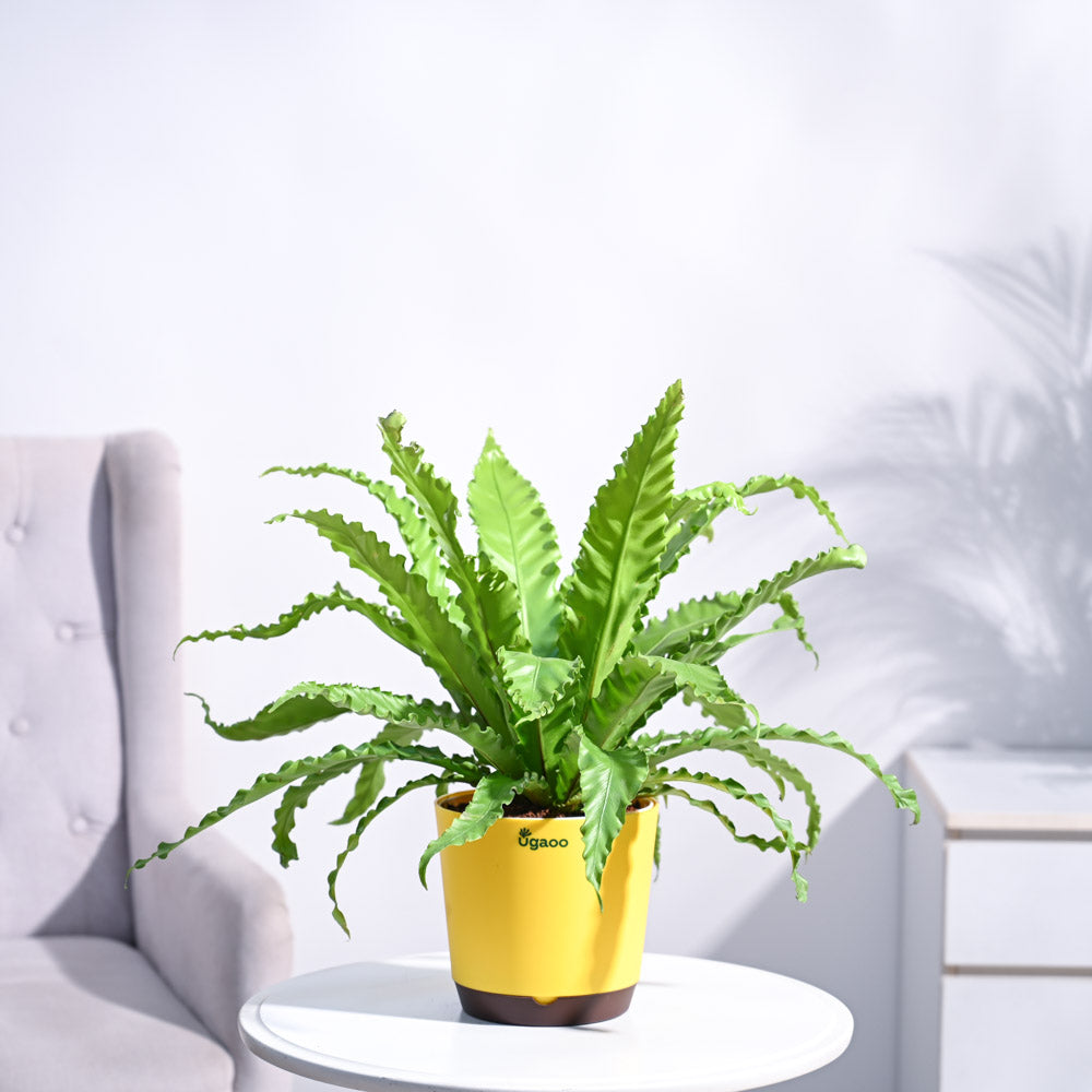 Osaka Bird Nest Fern