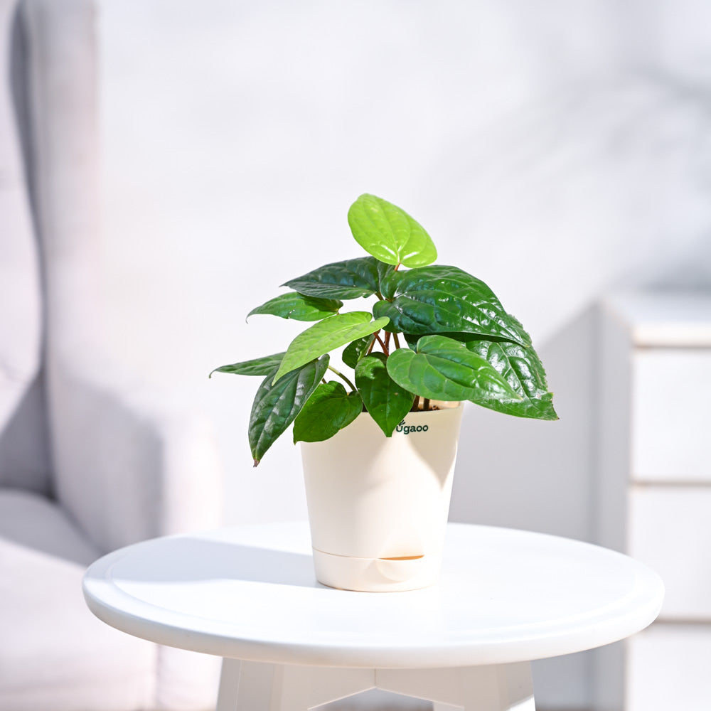 Betel Leaf Plant (Magai Paan)