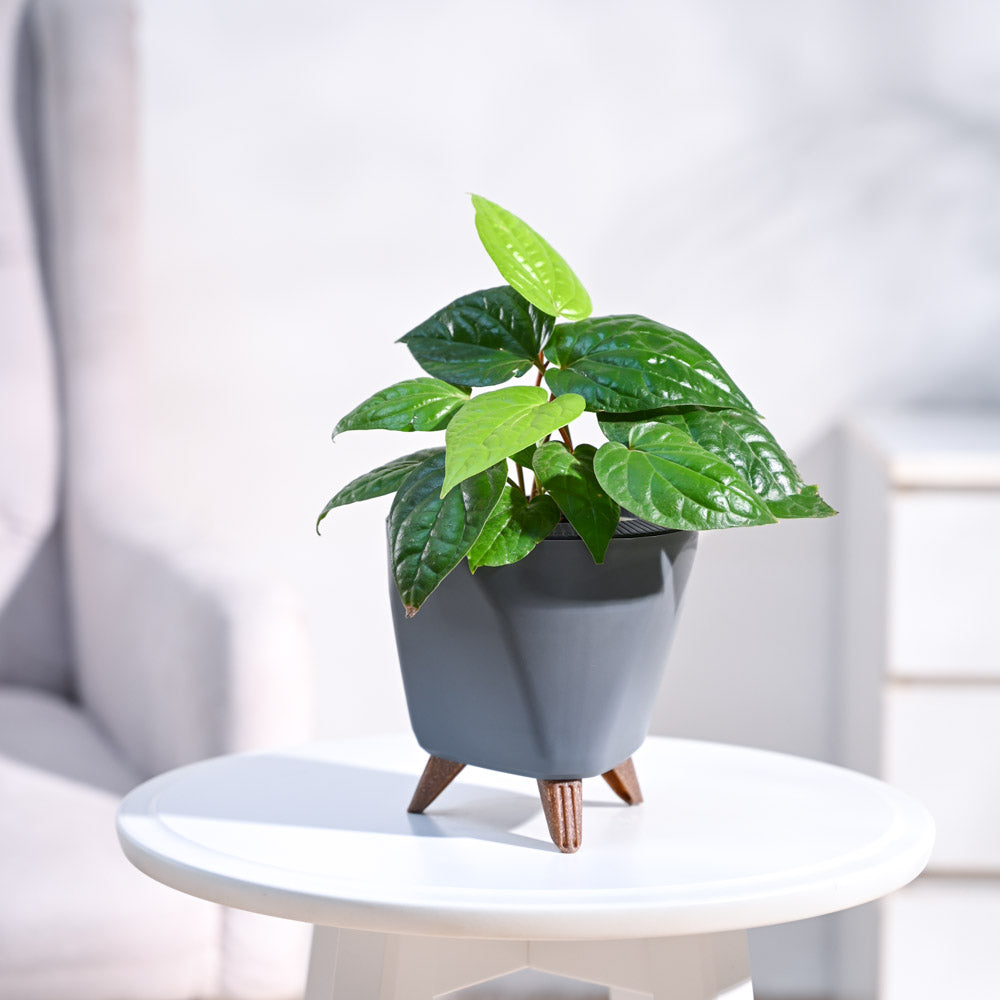 Betel Leaf Plant (Magai Paan)