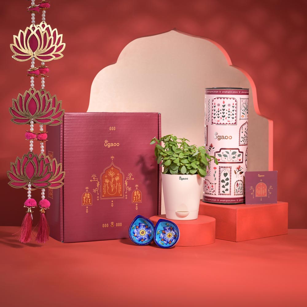 Prosperity Diwali Gift Hamper