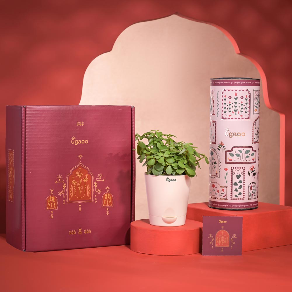 Prosperity Diwali Gift Hamper