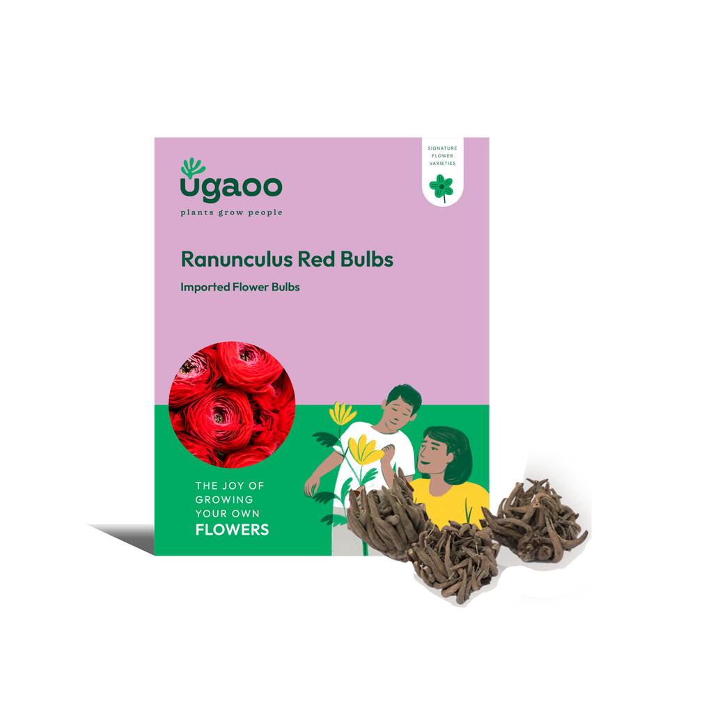 Ranunculus Red Bulbs