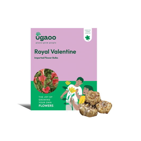 Calla Lily - Royal Valentine Bulbs