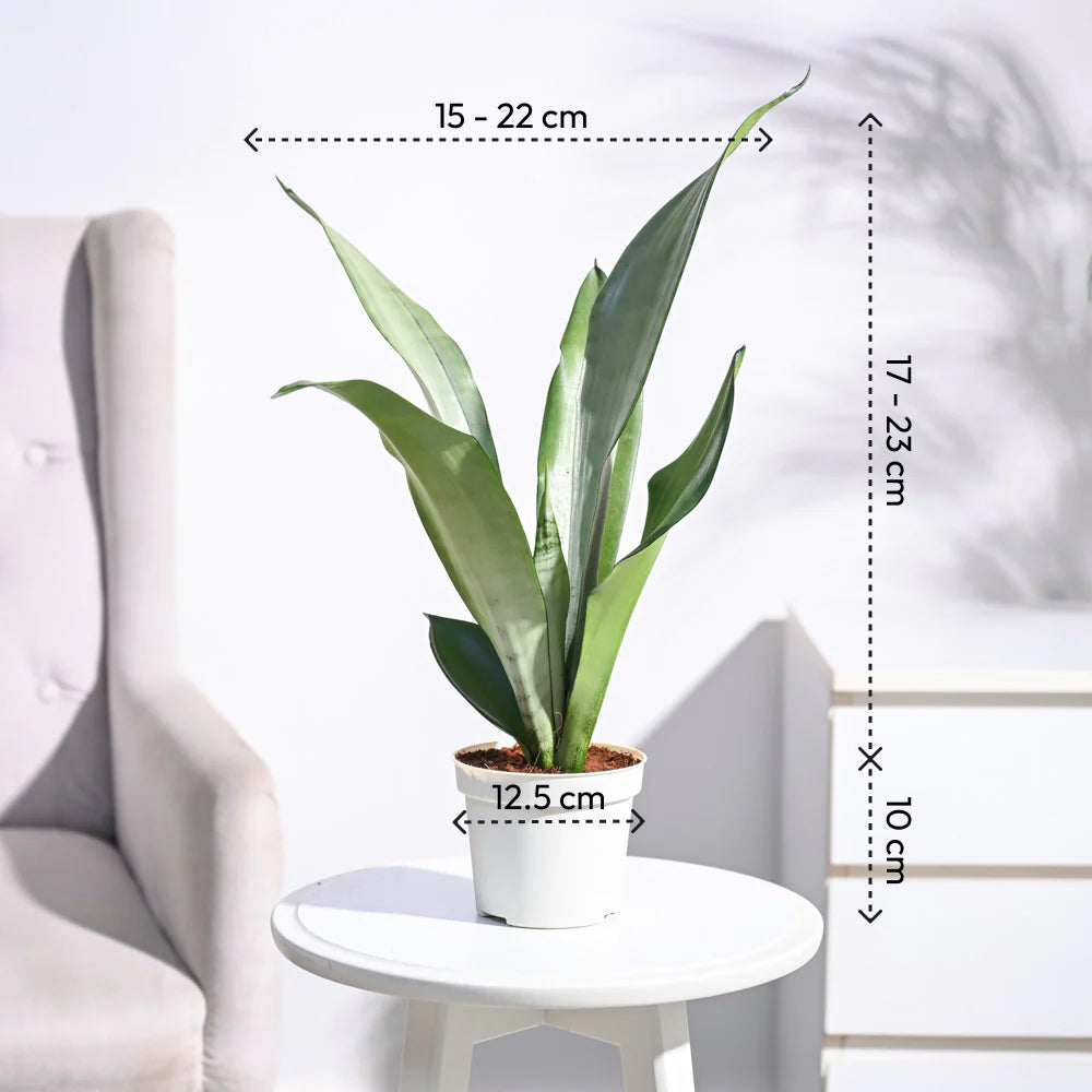 Sansevieria Moonshine - Snake Plant