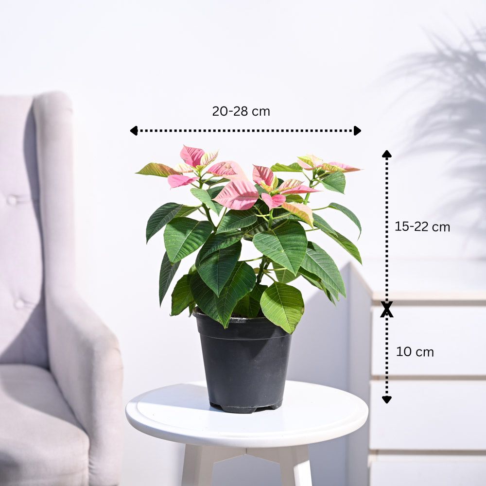Poinsettia Pink Plant with Oslo Planter