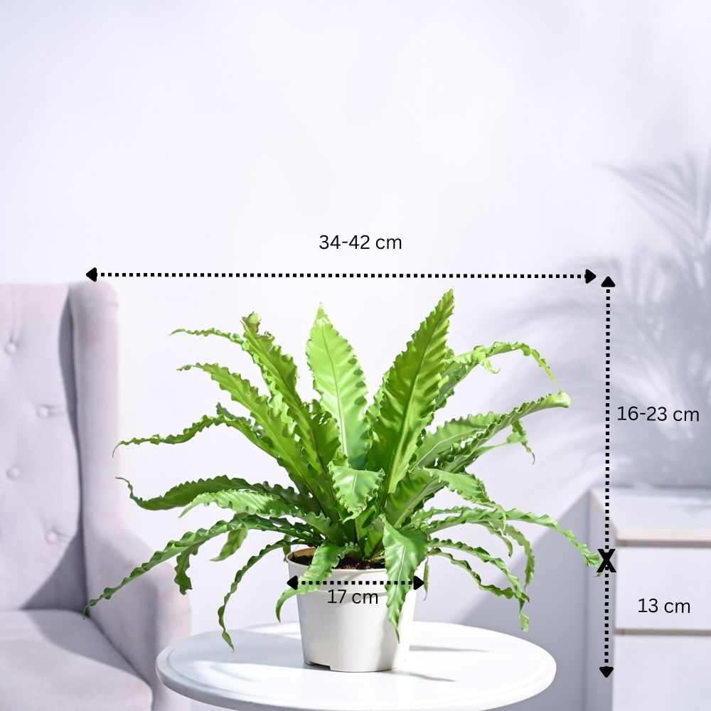 Osaka Bird Nest Fern