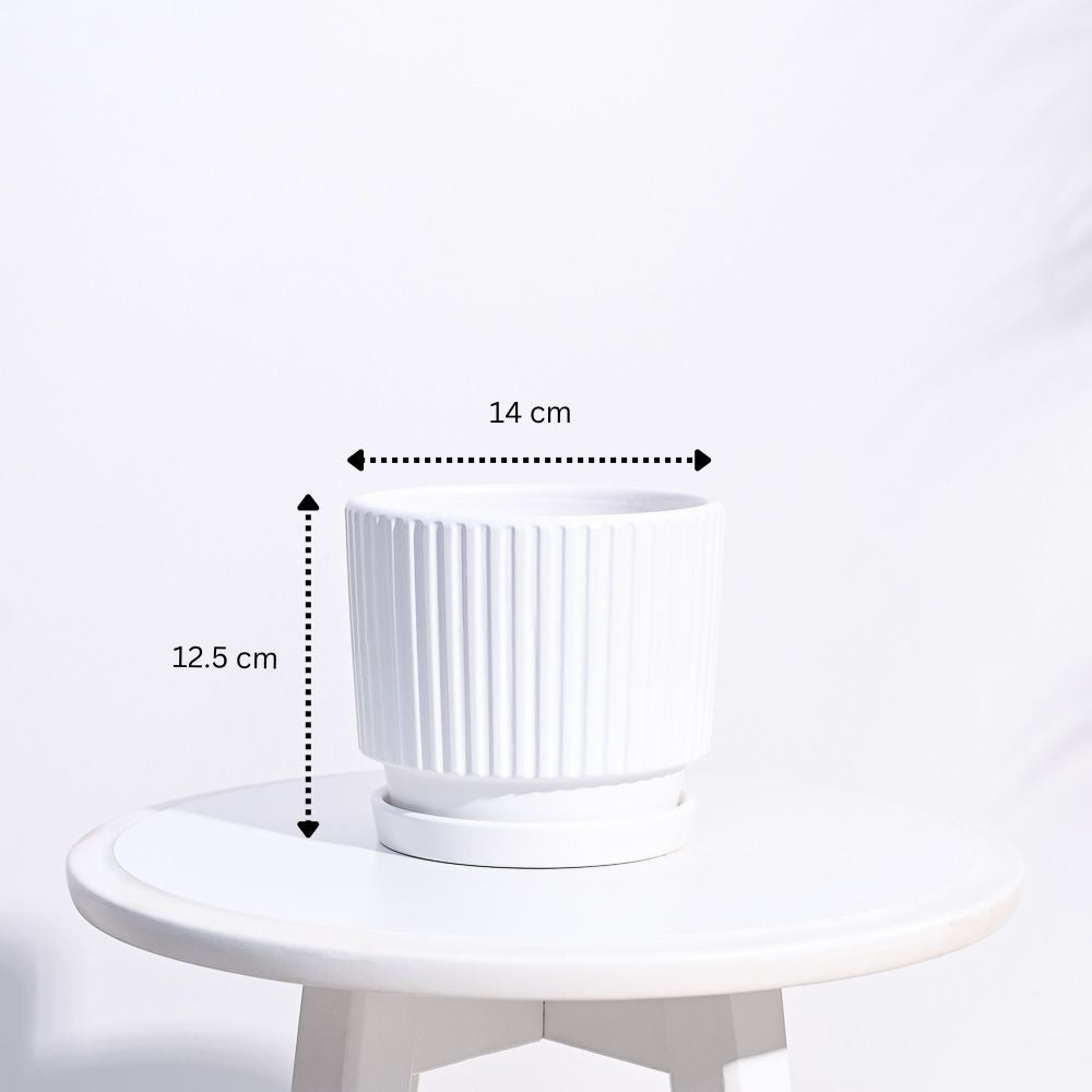 Roma Ceramic Pot
