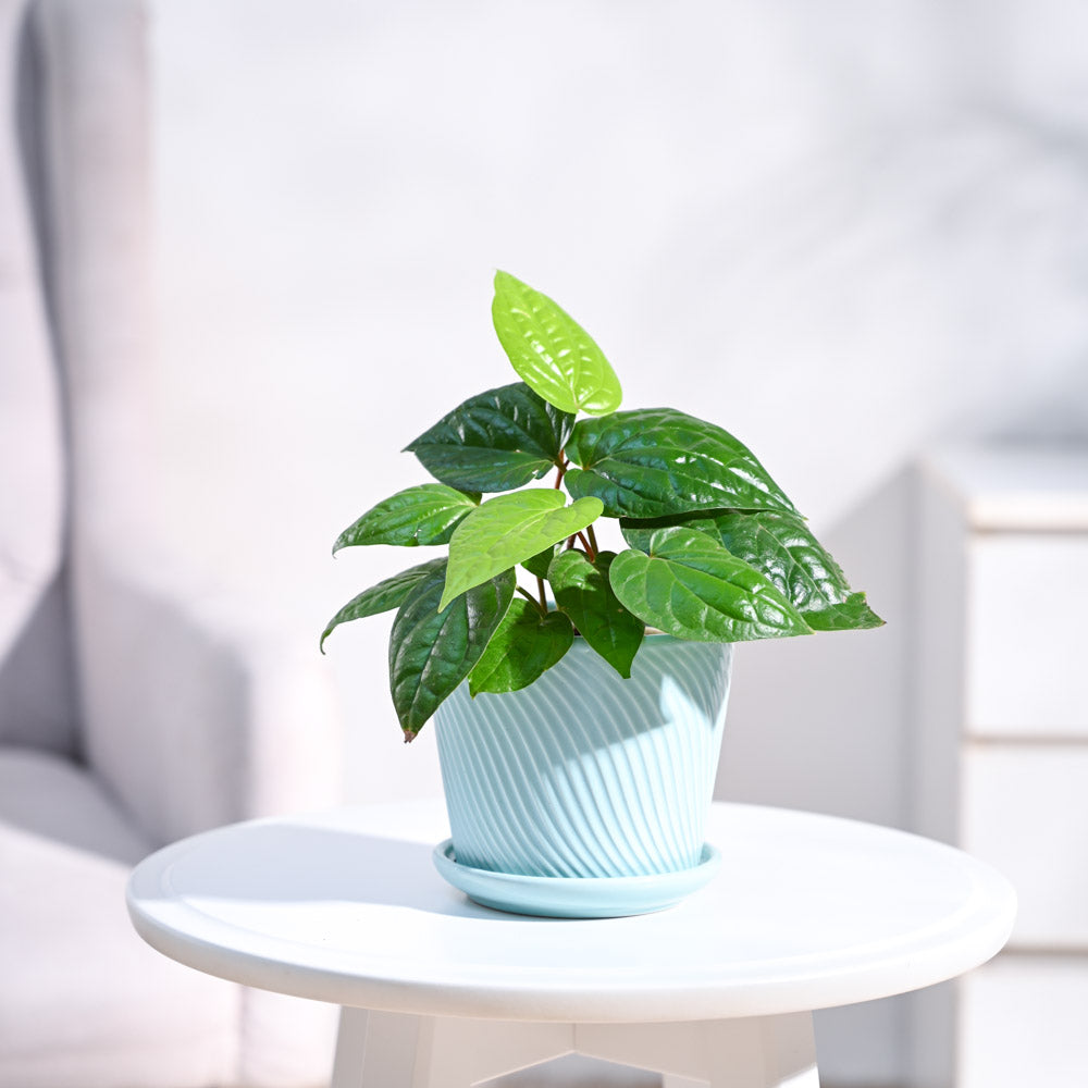 Betel Leaf Plant (Magai Paan)