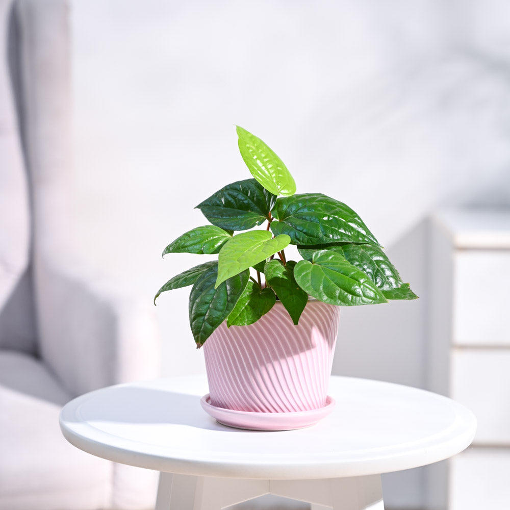 Betel Leaf Plant (Magai Paan)