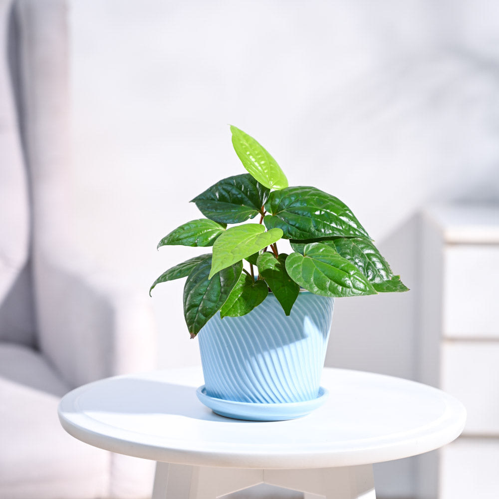 Betel Leaf Plant (Magai Paan)