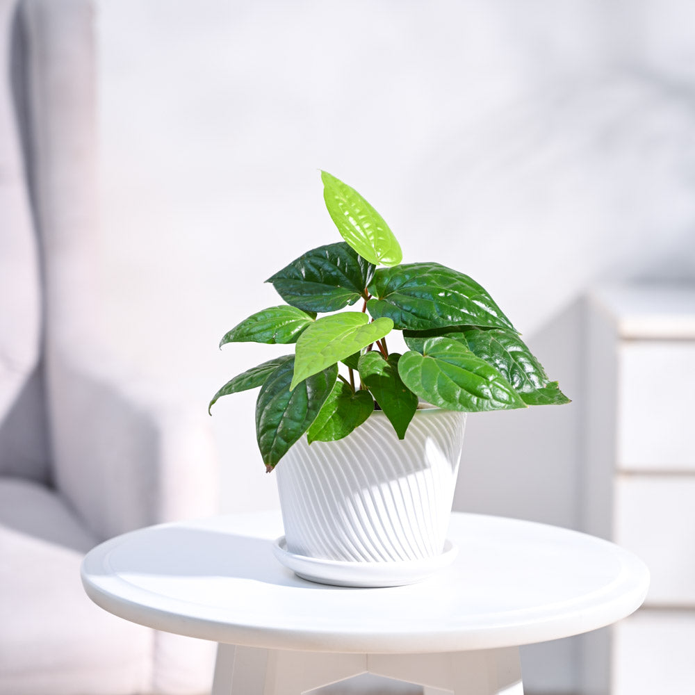 Betel Leaf Plant (Magai Paan)